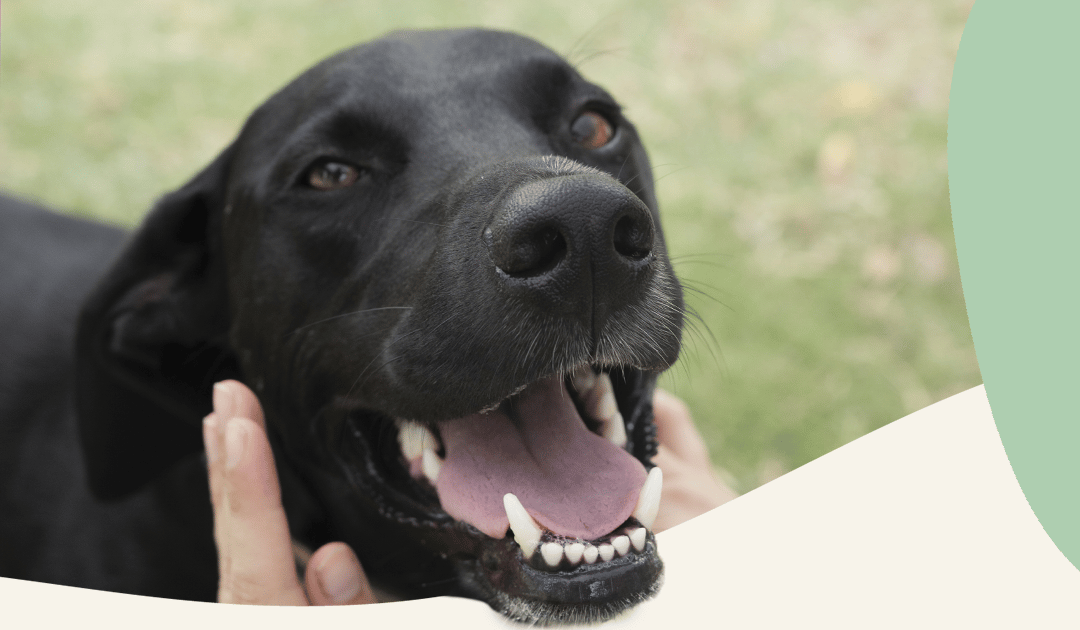 Castraciones y limpieza dental en Panda veterinaria