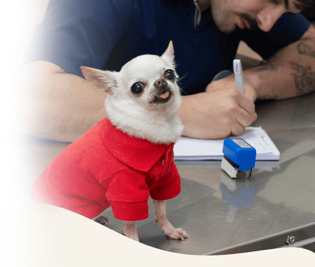 Chequeo medico integral en Panda Veterinaria