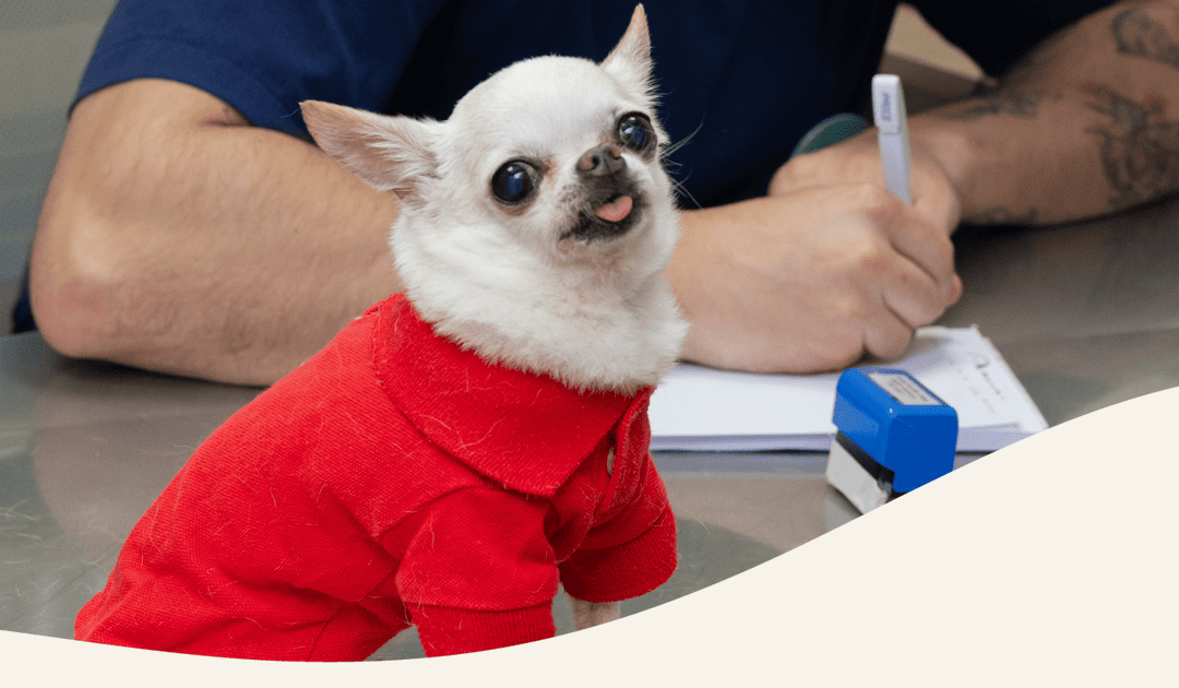 Chequeo medico integral en Panda Veterinaria