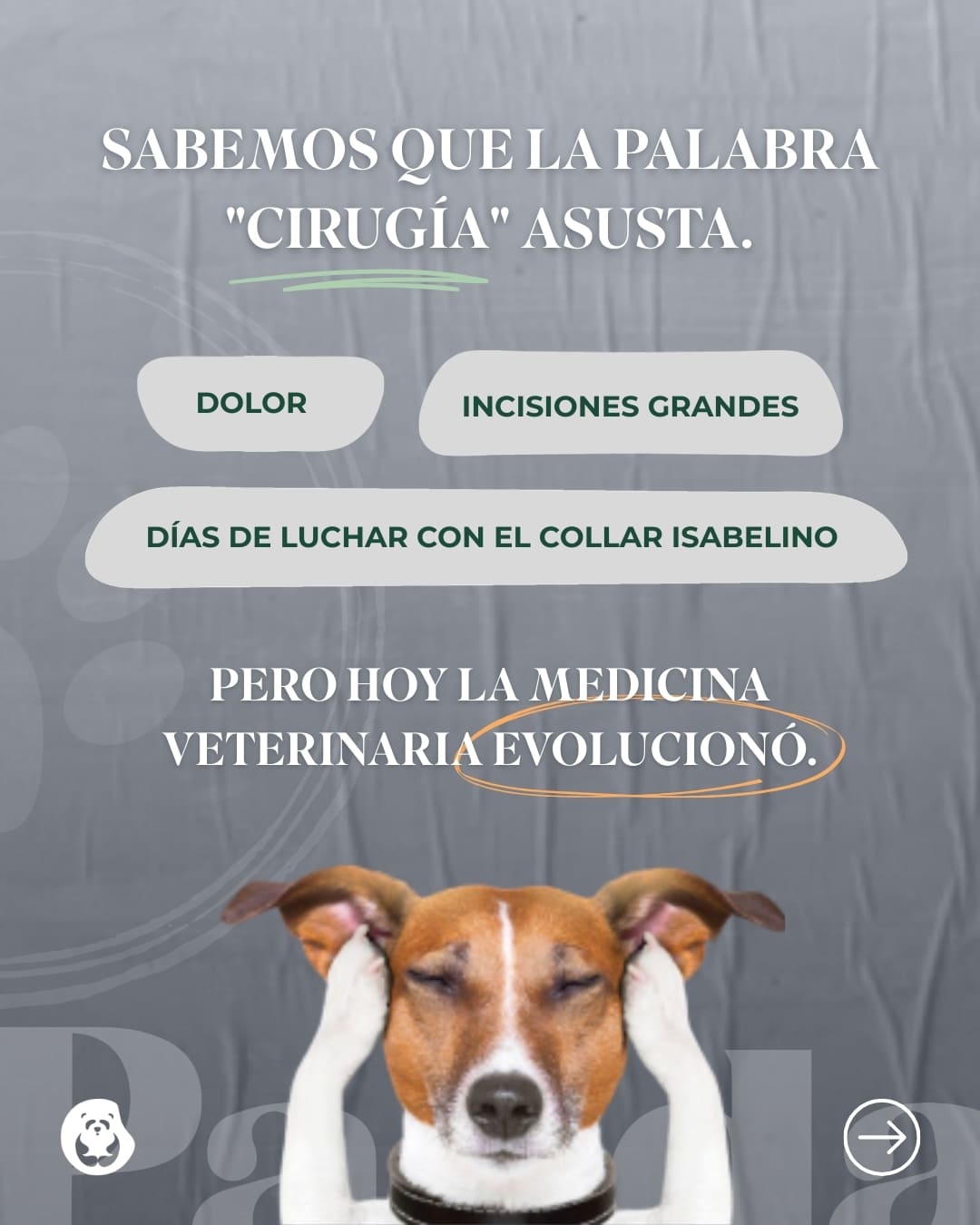 Cirugía laparoscópica veterinaria en Panda Veterinaria