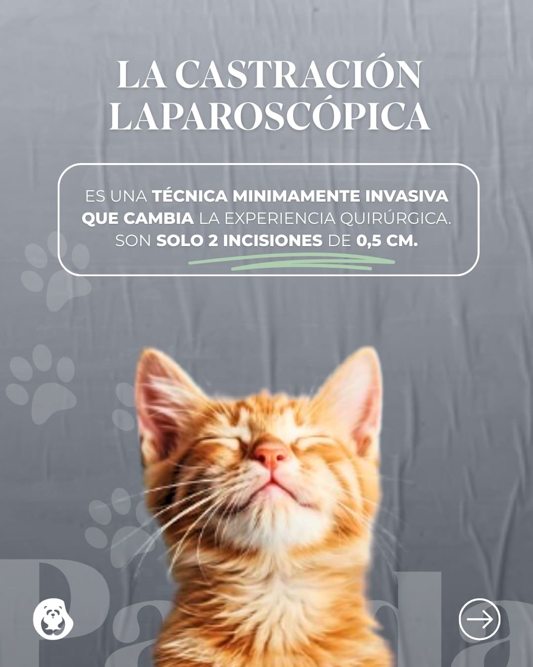 Cirugía laparoscópica veterinaria en Panda Veterinaria