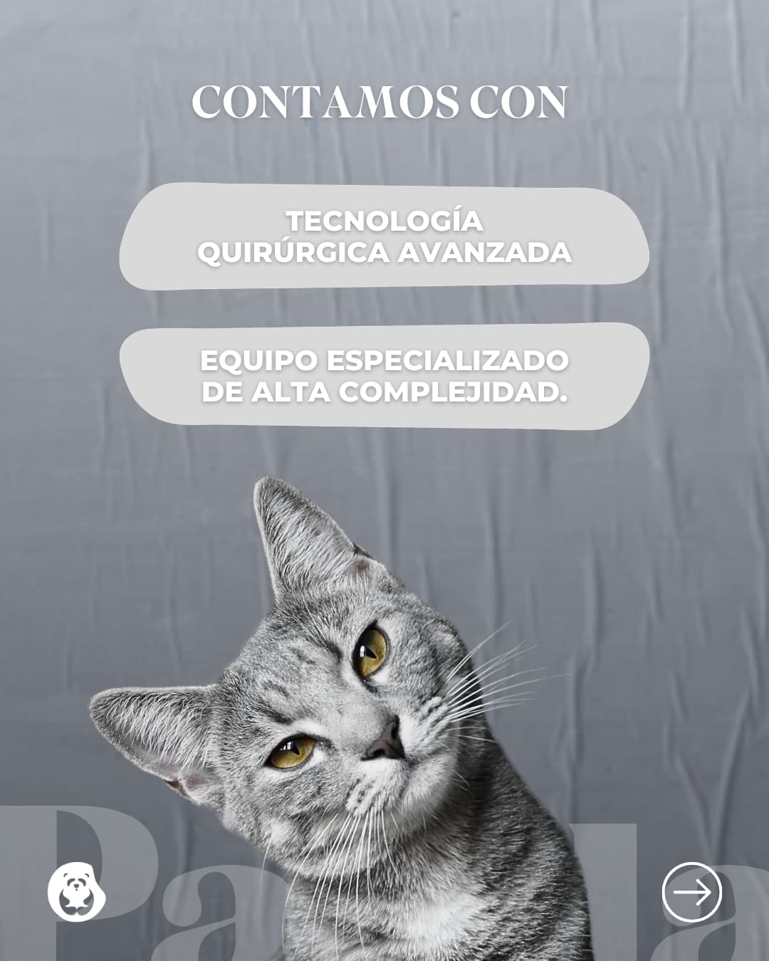 Cirugía laparoscópica veterinaria en Panda Veterinaria