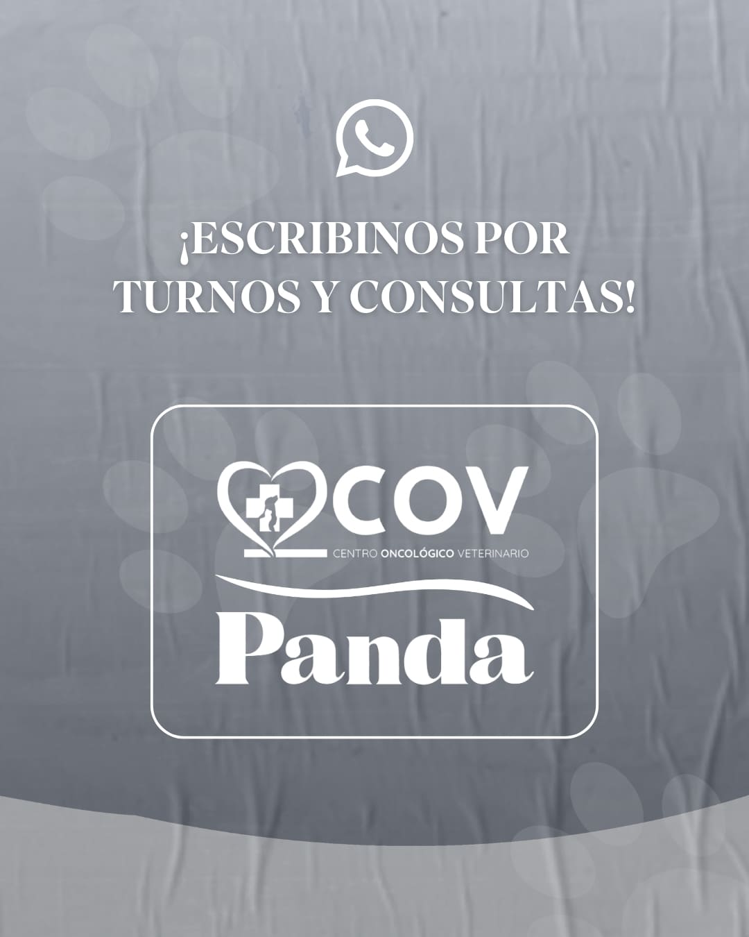 Cirugía laparoscópica veterinaria en Panda Veterinaria