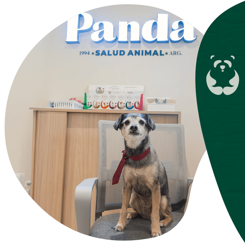 Pity Cuidador emocional oficial de Panda veterinaria