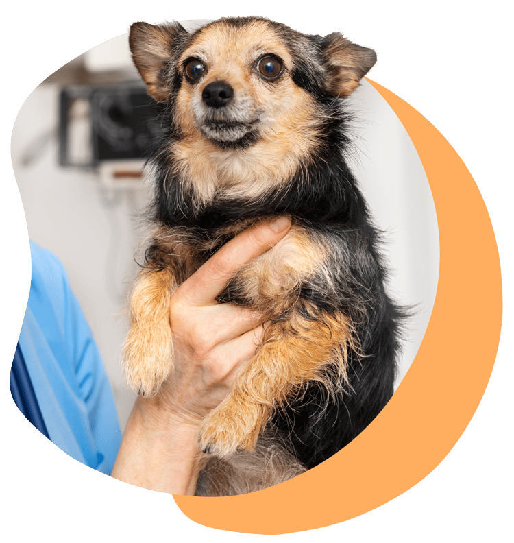 Urgencias Panda Veterinaria