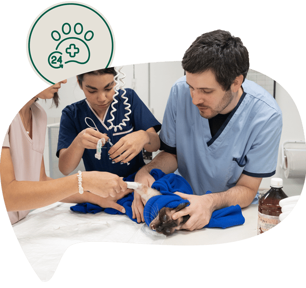 Urgencias 24hs Panda Veterinaria