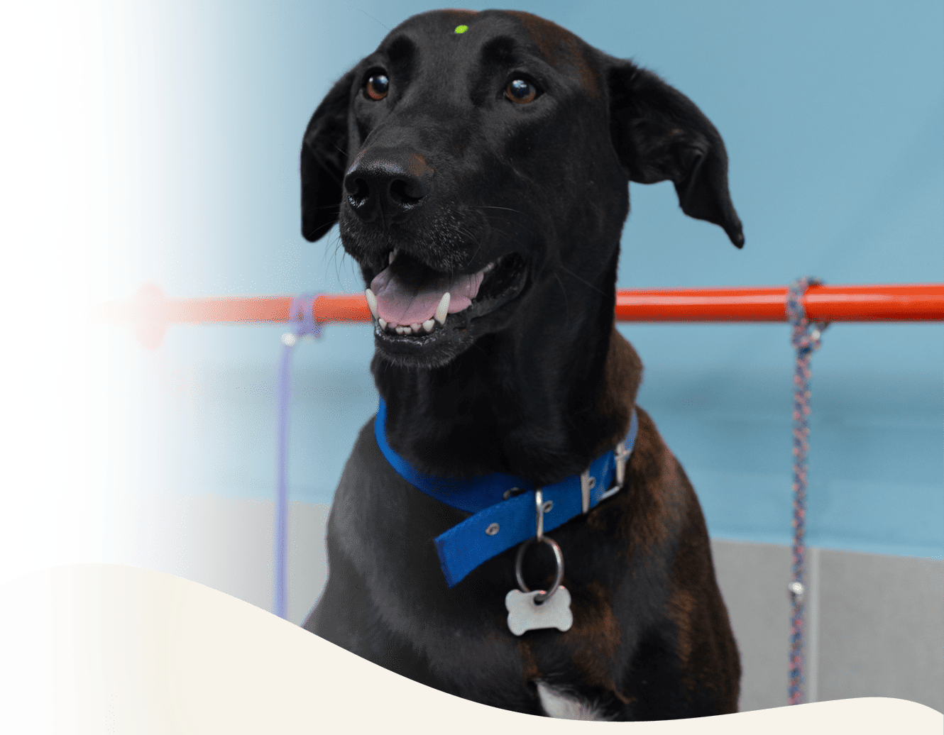 Baño y peluquería en Panda veterinaria