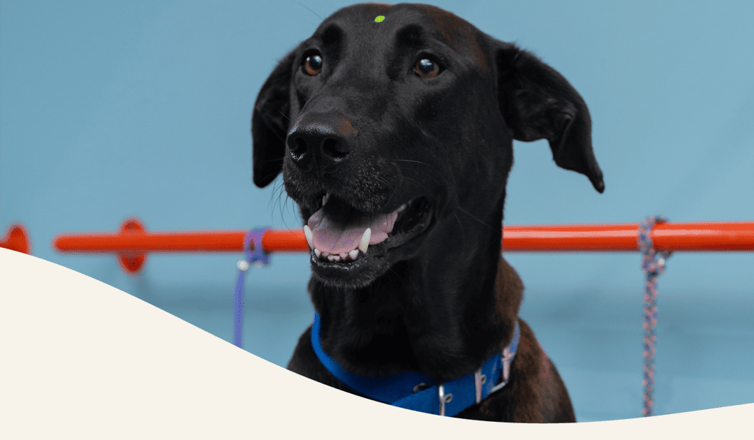 Baño y peluquería en Panda veterinaria