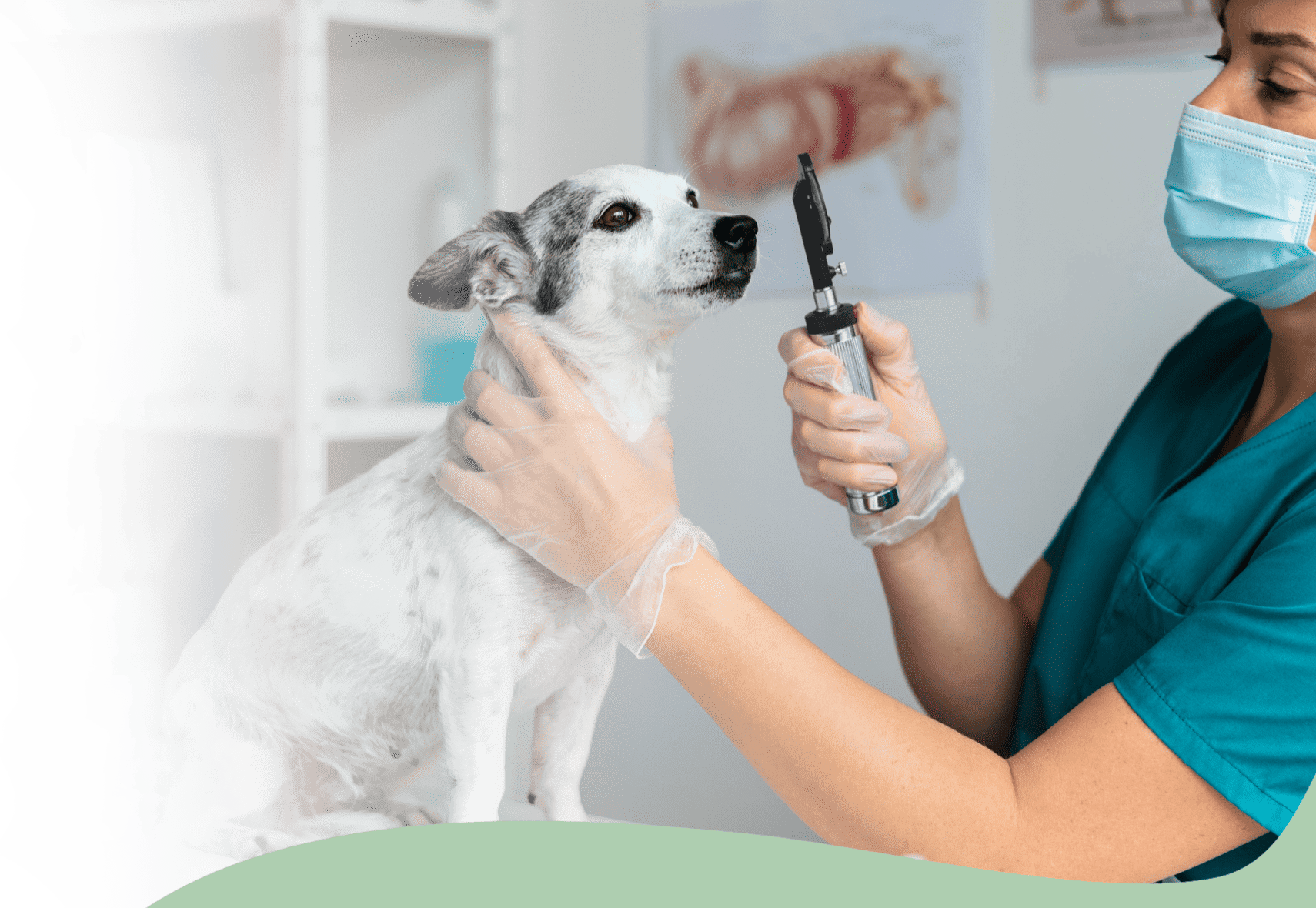 Oftalmología Veterinaria en Alta Complejidad en Panda Veterinaria