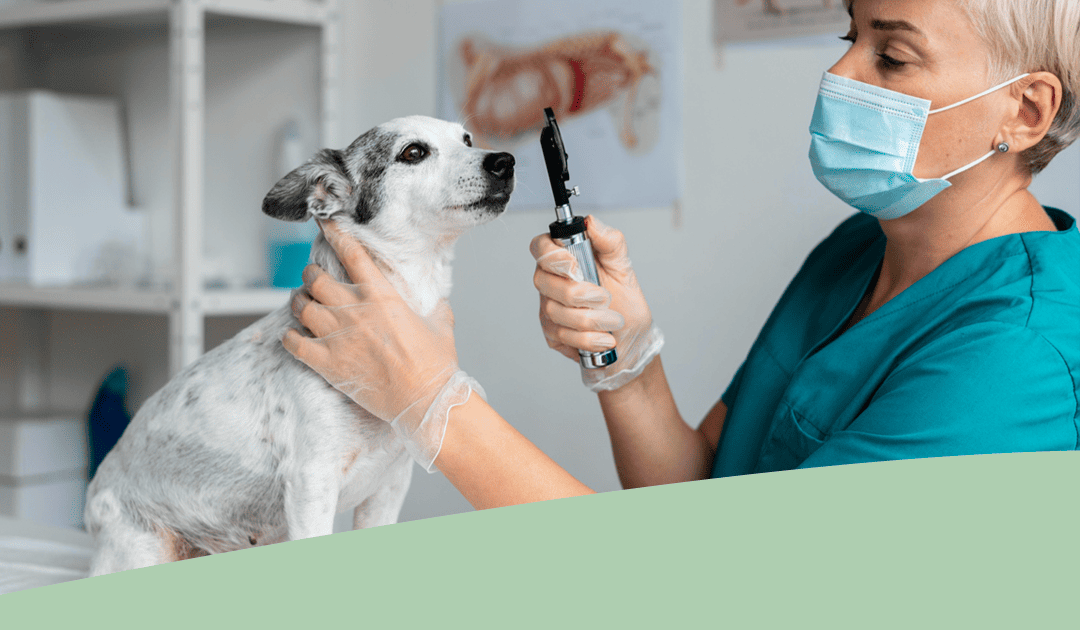 Oftalmología Veterinaria en Alta Complejidad en Panda Veterinaria