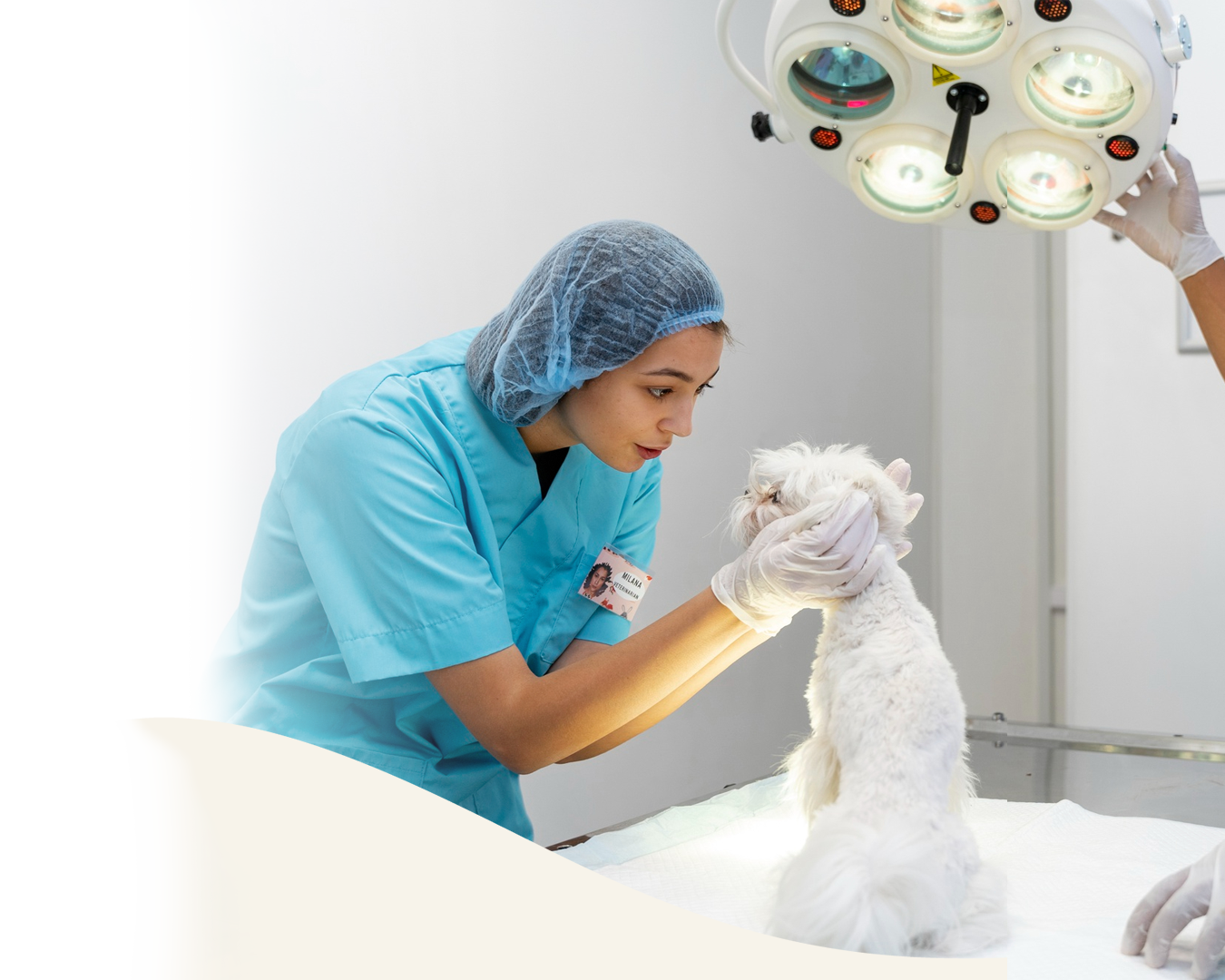 Cirugía veterinaria de alta precisión en Panda Veterinaria