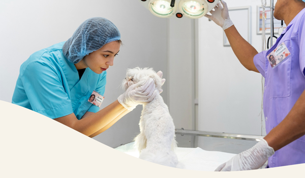 Cirugías Veterinarias Seguras y de Alta Precisión en Panda Veterinaria