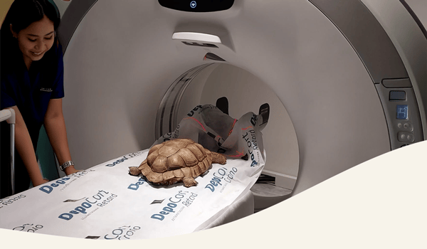 Tomografía computada veterinaria en Panda Veterinaria