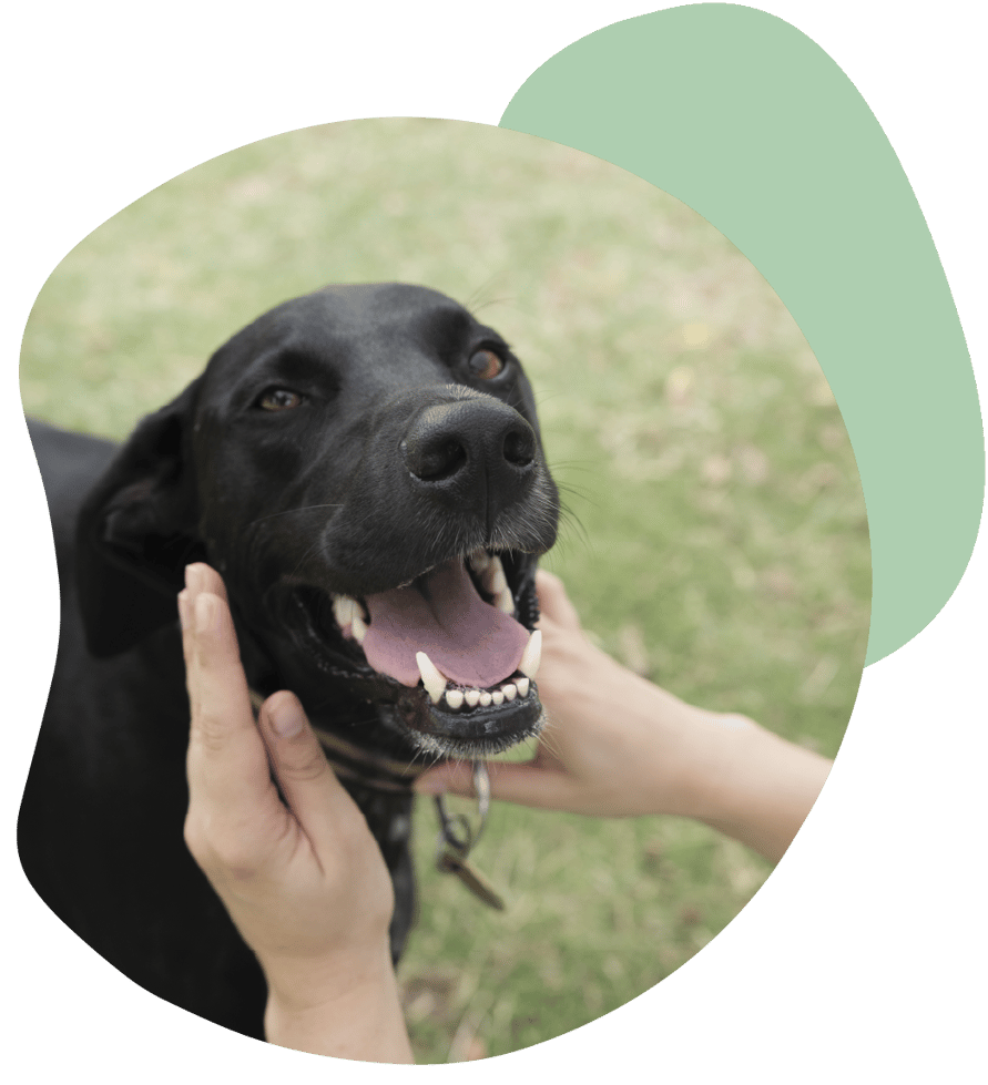 castraciones y limpieza dental panda veterinaria