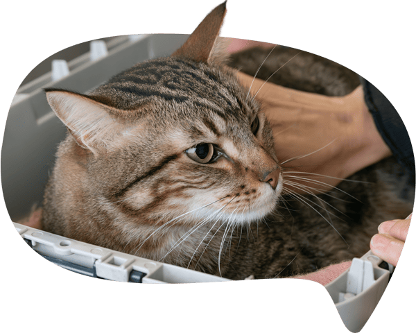 Castraciones en Panda Veterinaria