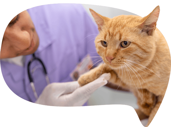 Cirugías veterinarias seguras y de alta precisión en Panda Veterinaria