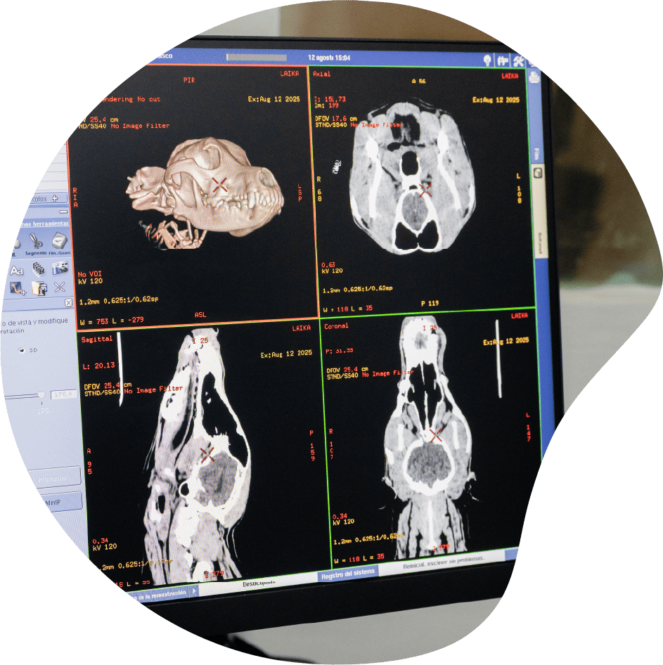 Tomografía computada para uso veterinario en Panda veterinaria