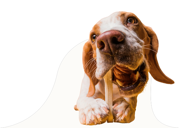 limpieza-dental-veterinaria en panda