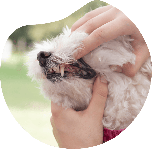 Limpieza dental en Panda veterinaria