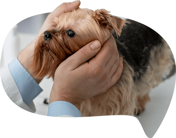 Oftalmología Veterinaria en Alta Complejidad en Panda Veterinaria