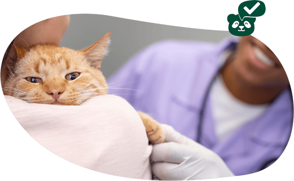 Oftalmologia Panda Veterinaria