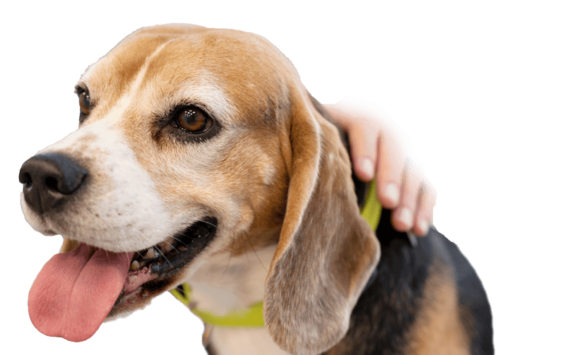 Panda veterinaria tomografía computada