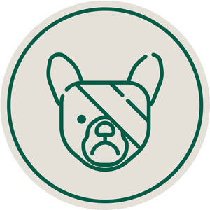 Electroretinografía en Panda Veterinaria