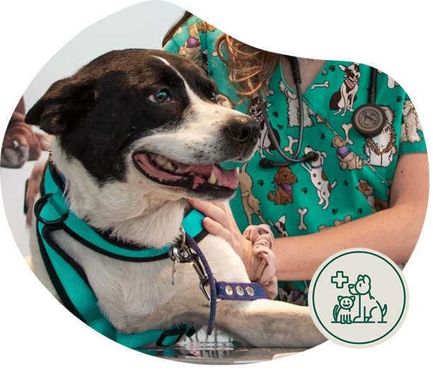 Panda Clínica Veterinaria