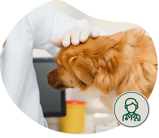 especialidades panda veterinaria