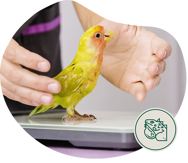 exoticos panda veterinaria