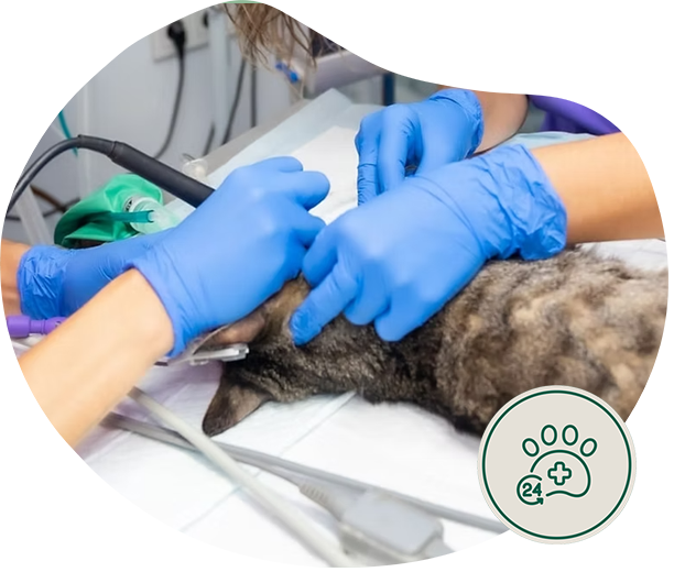 CIRUGÍAS 24Hs Panda Veterinaria